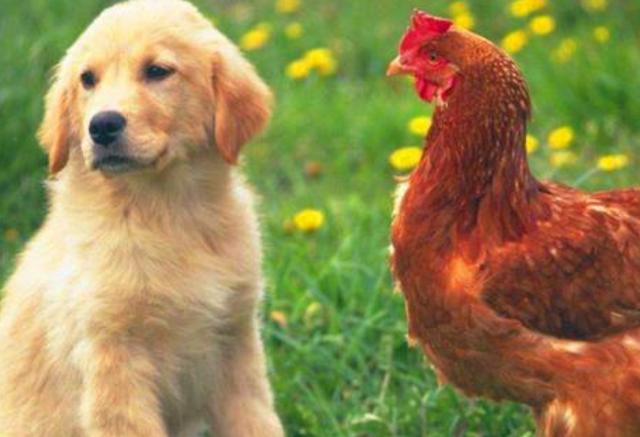 属狗的和属鸡的生哪个属相好根据古代算命术中的说法