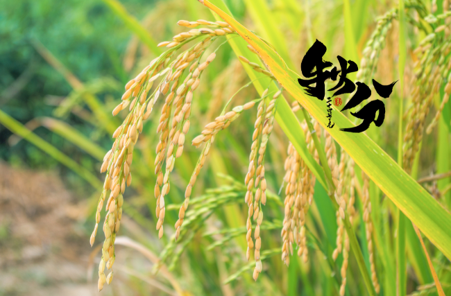 寒露的适宜种植时间应在二十四节气种小麦早了点