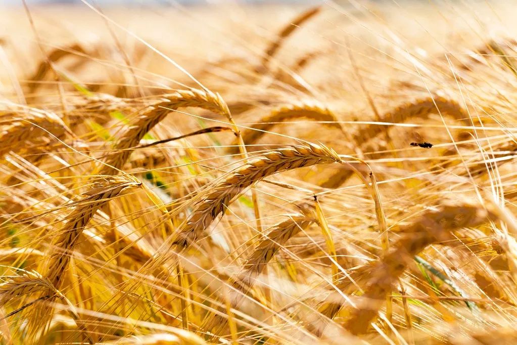 寒露的适宜种植时间应在二十四节气种小麦早了点